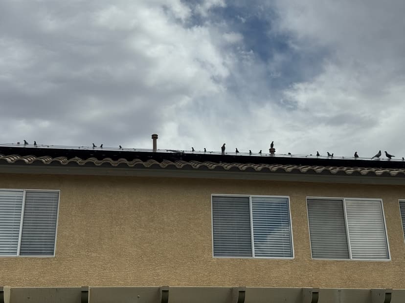 Pigeons on roof near solar panels